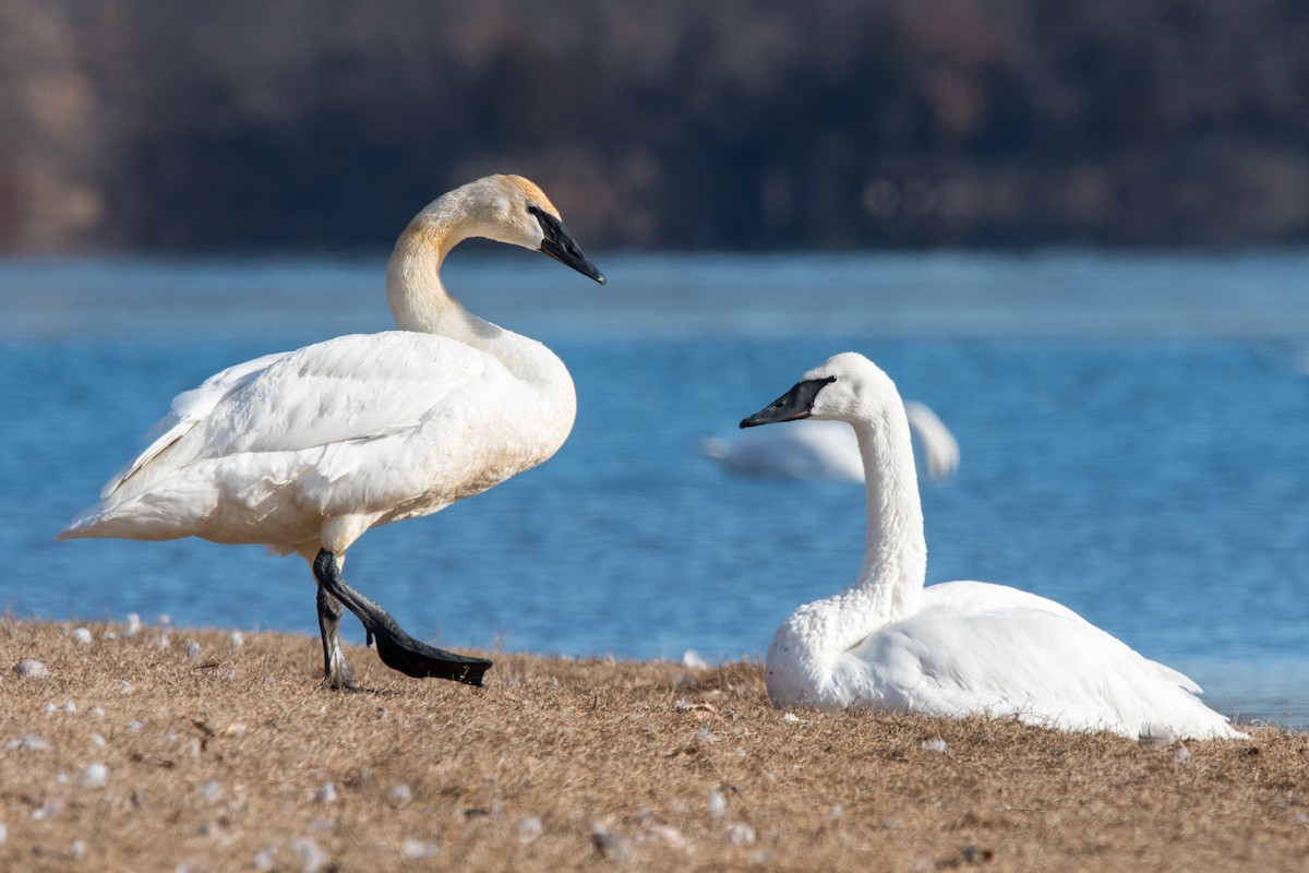 Trumpeter Swan - ML84338201