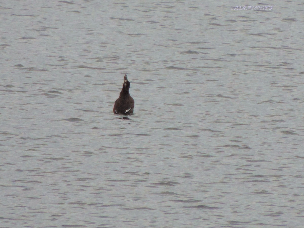 White-winged Scoter - ML84339561