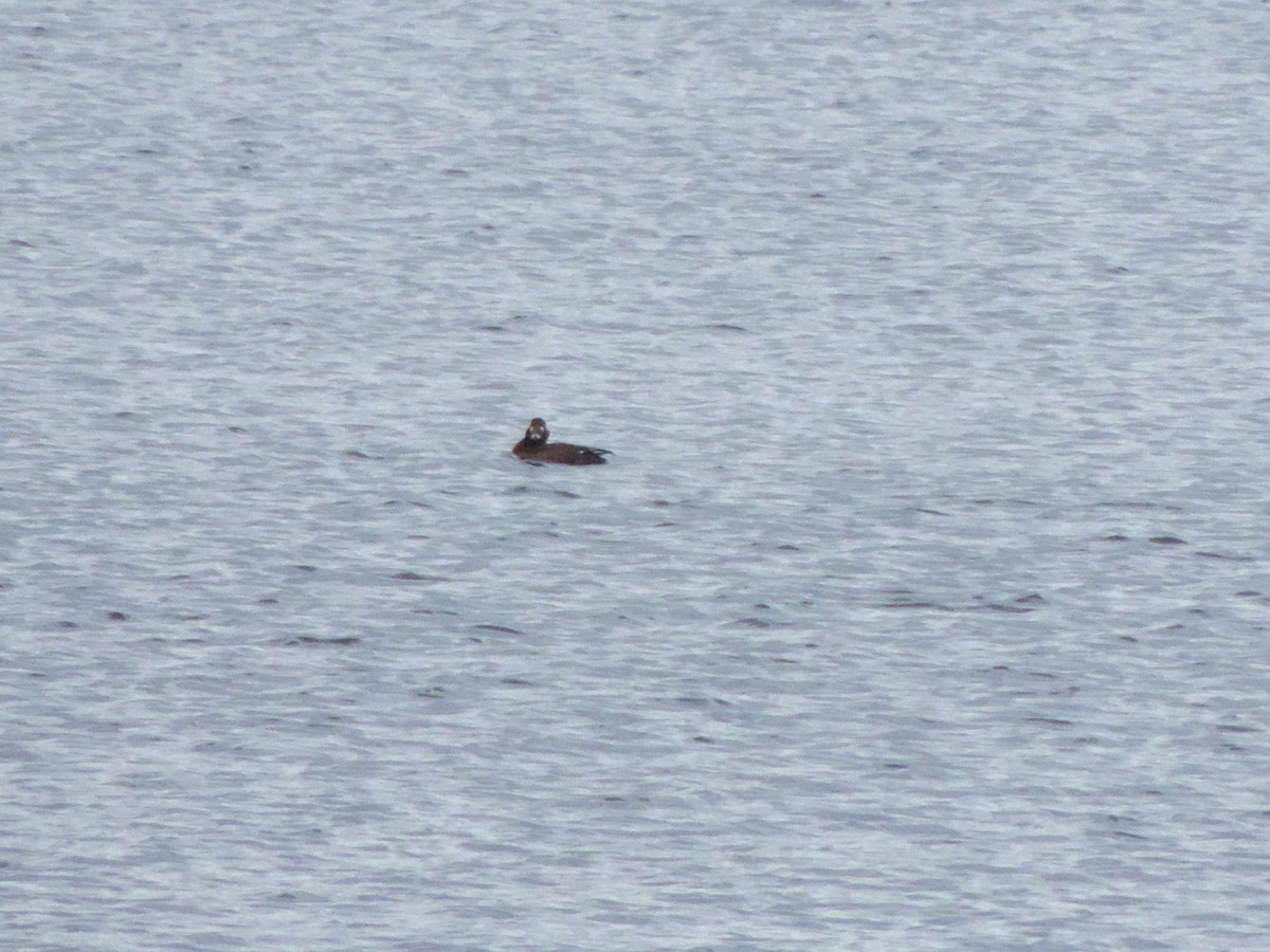 White-winged Scoter - Sylvain Lépine