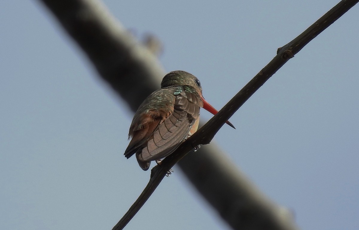 Tarçın Renkli Kolibri - ML84339781