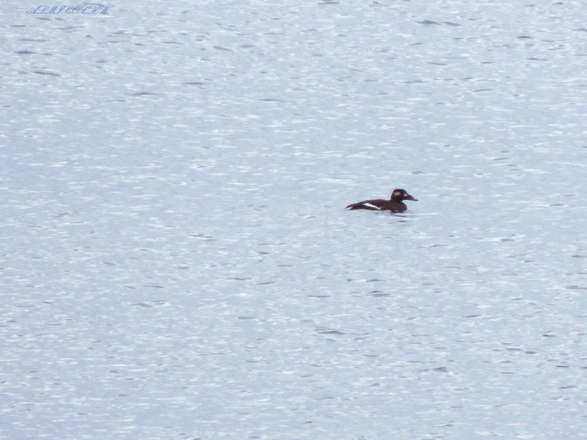 White-winged Scoter - Sylvain Lépine