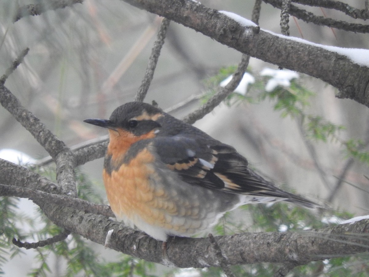 Varied Thrush - ML84341401