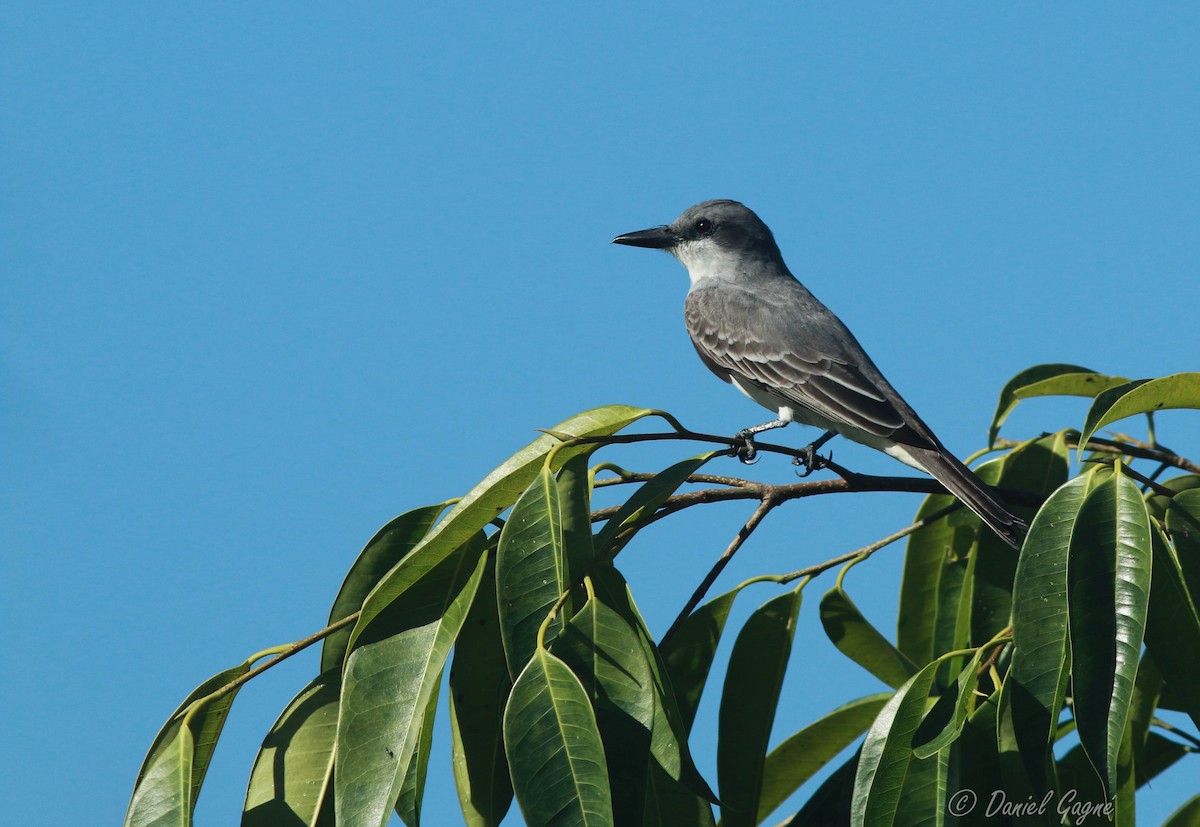 Gray Kingbird - ML84341721