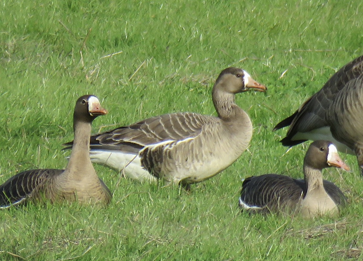 Greater White-fronted Goose - Jennifer Rycenga