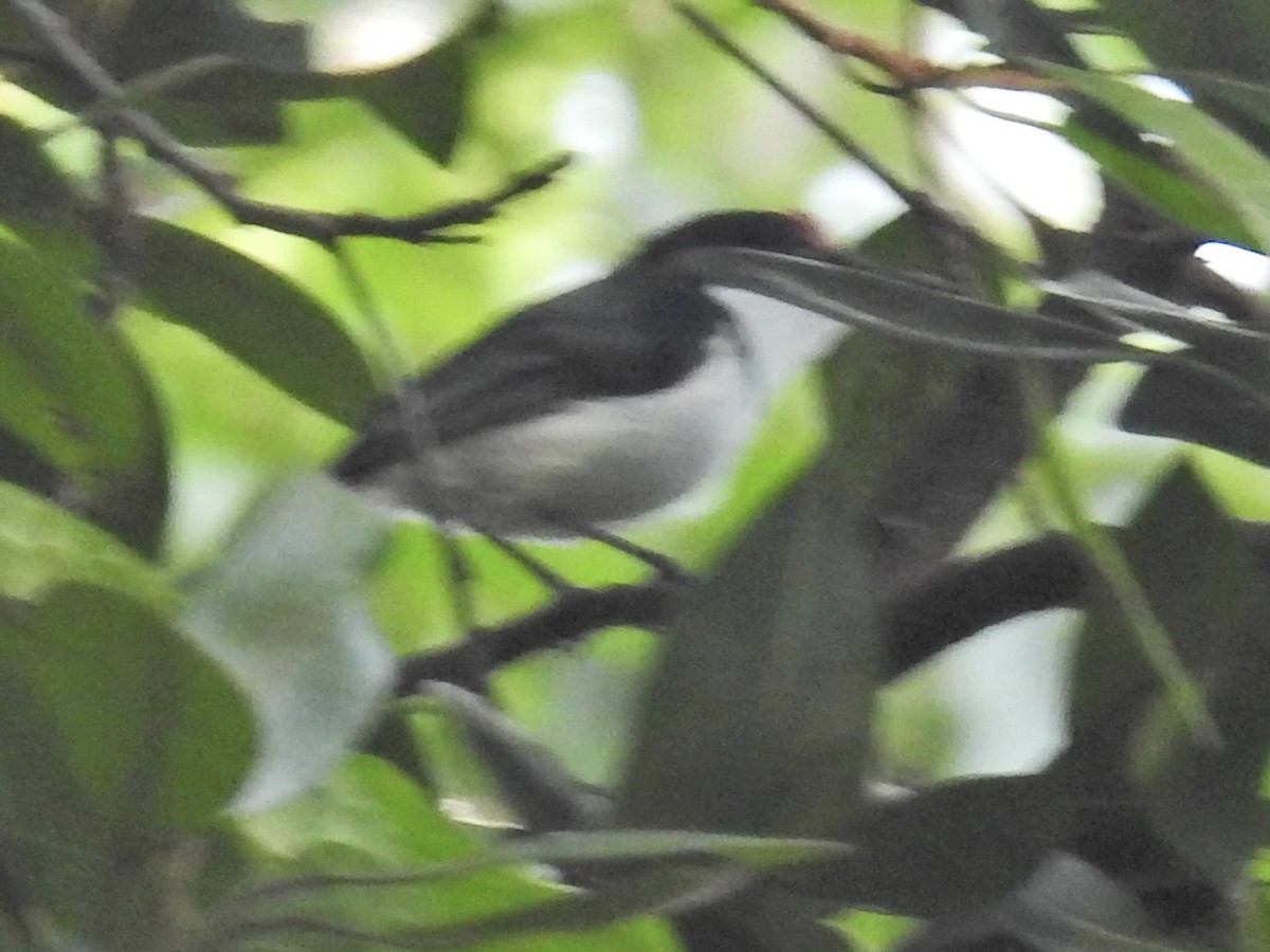 Black-throated Wattle-eye - Nick Hudson