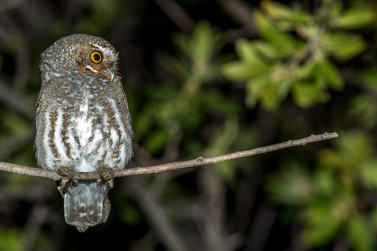 Elf Owl - ML84348671