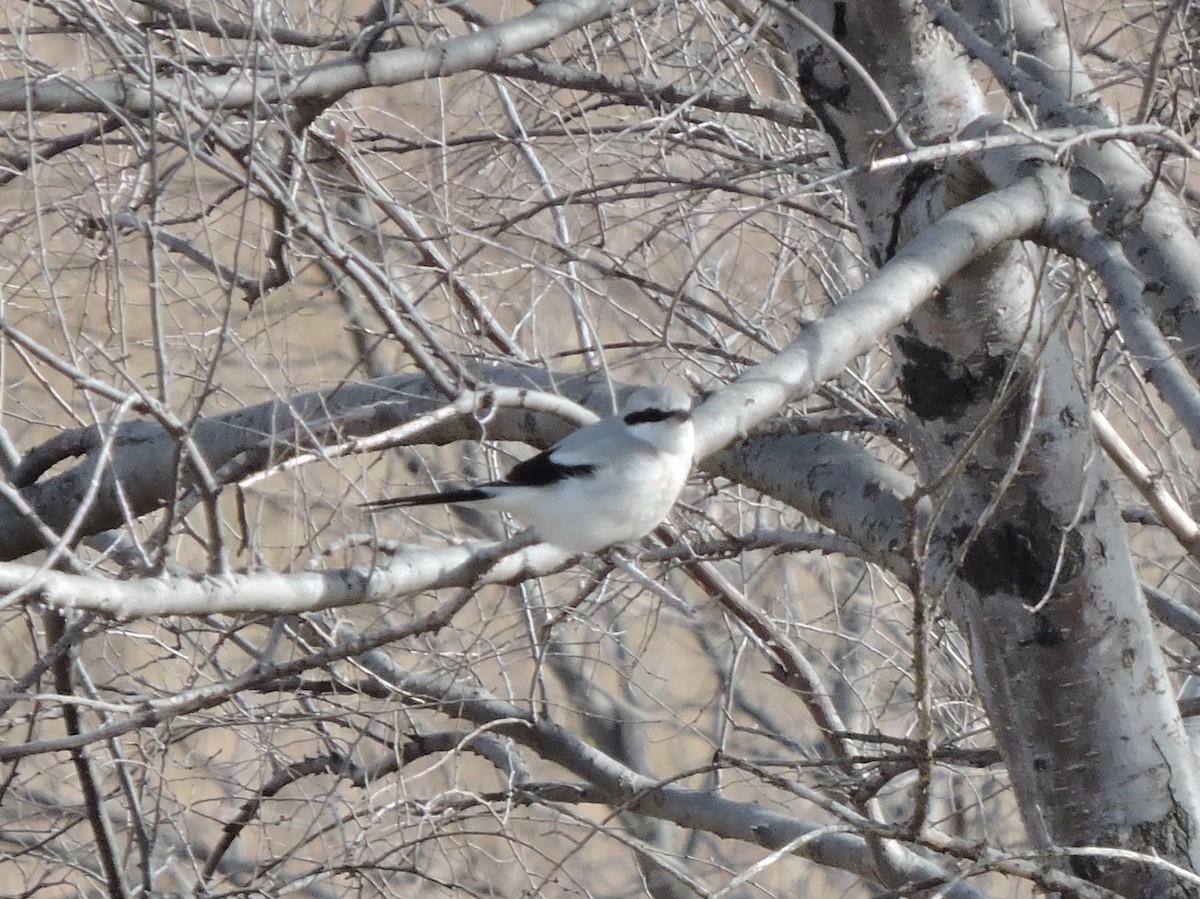 Northern Shrike - ML84350021