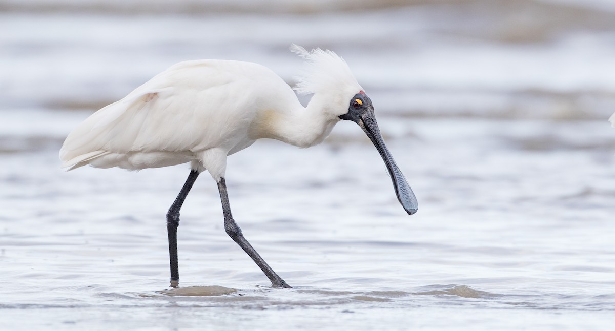 Royal Spoonbill - ML84350031