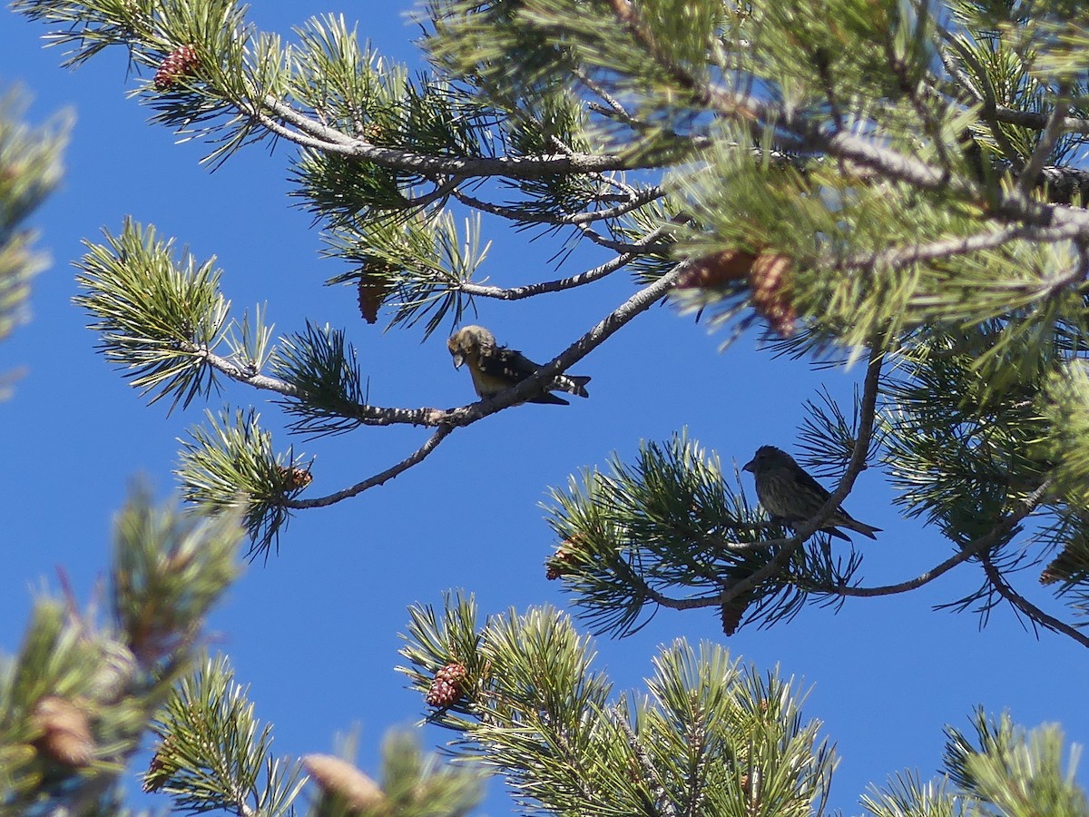 Red Crossbill (Cyprus) - ML84350651