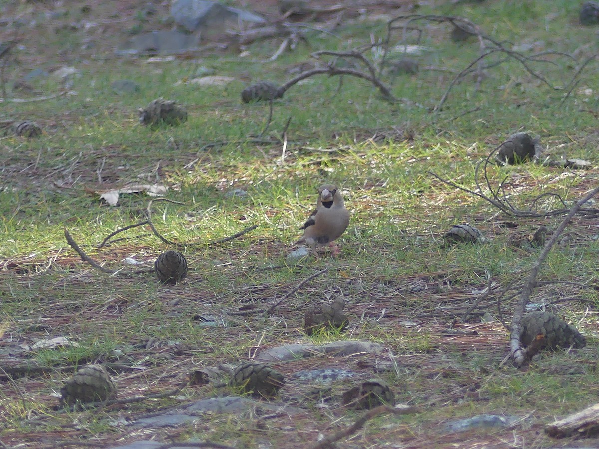 Hawfinch - ML84351301