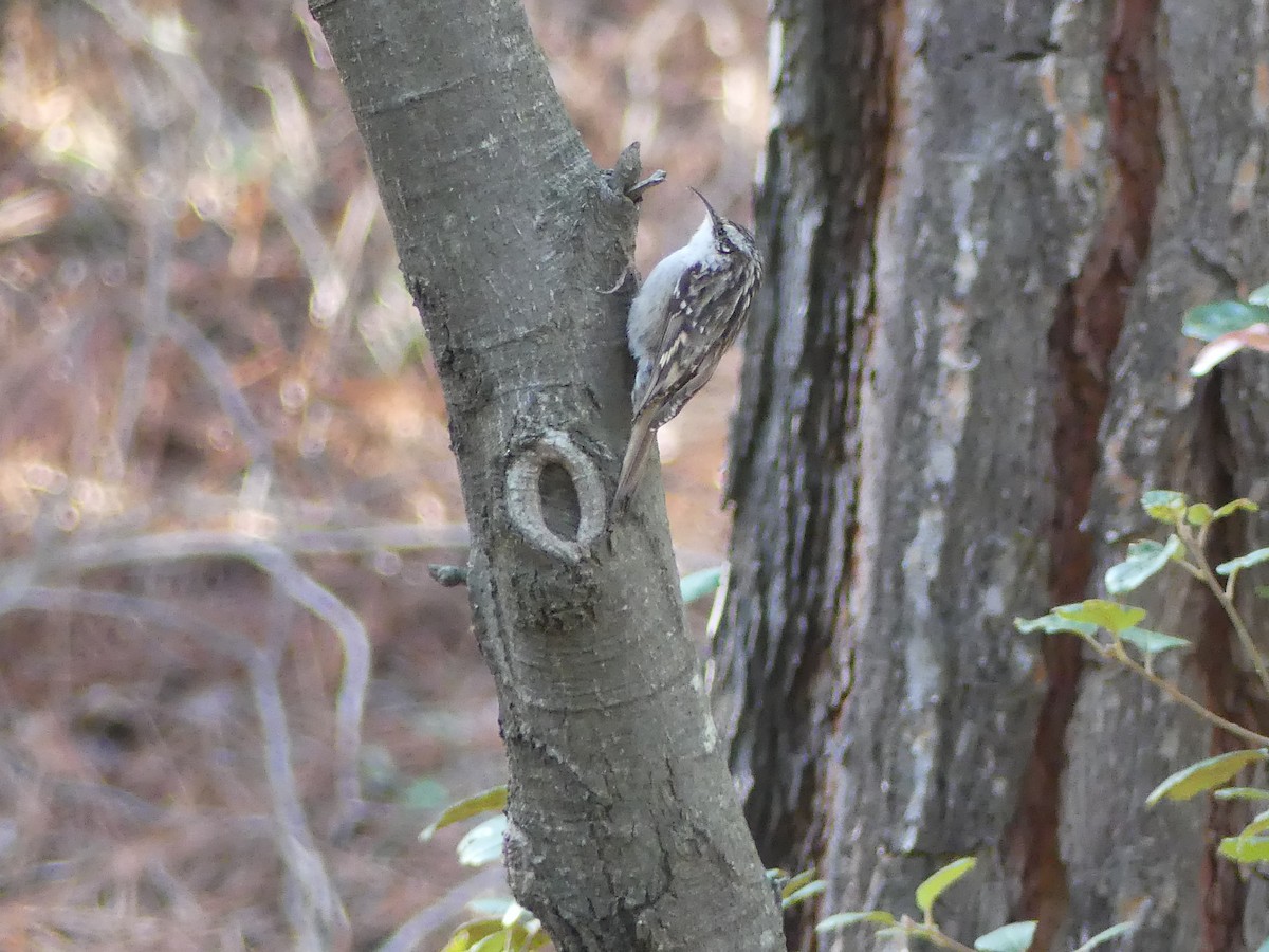 Short-toed Treecreeper - ML84351391