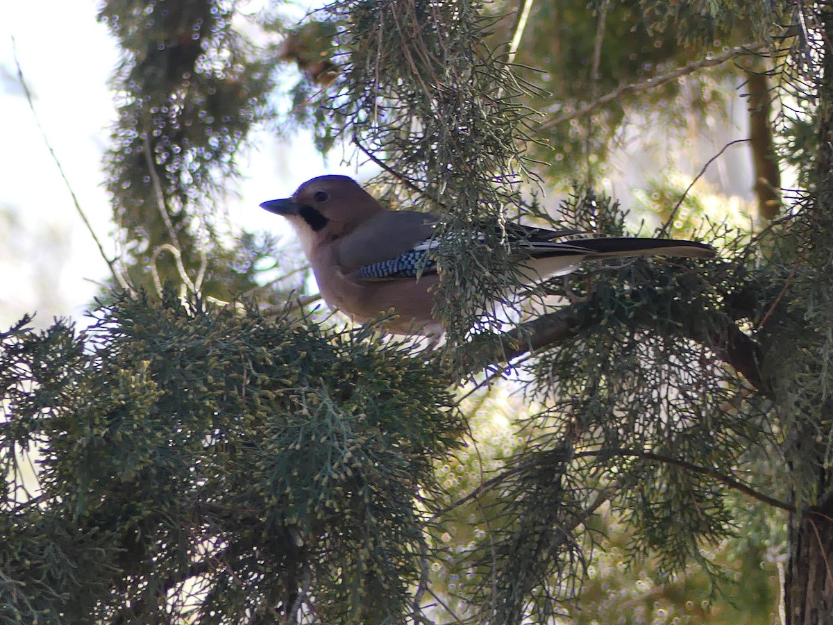 Eurasian Jay - Chris Lamsdell