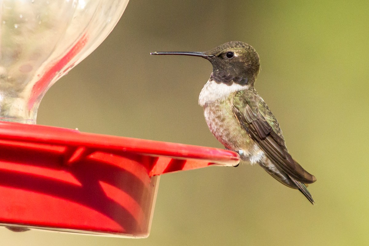 Black-chinned Hummingbird - ML84353221