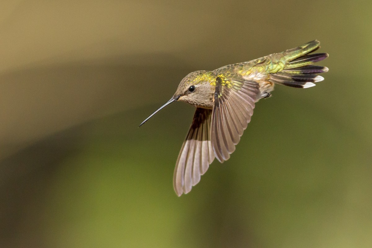 Colibri à gorge noire - ML84353261