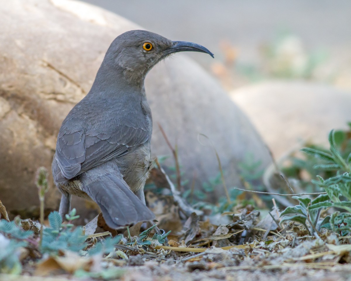 Curve-billed Thrasher - ML84353351