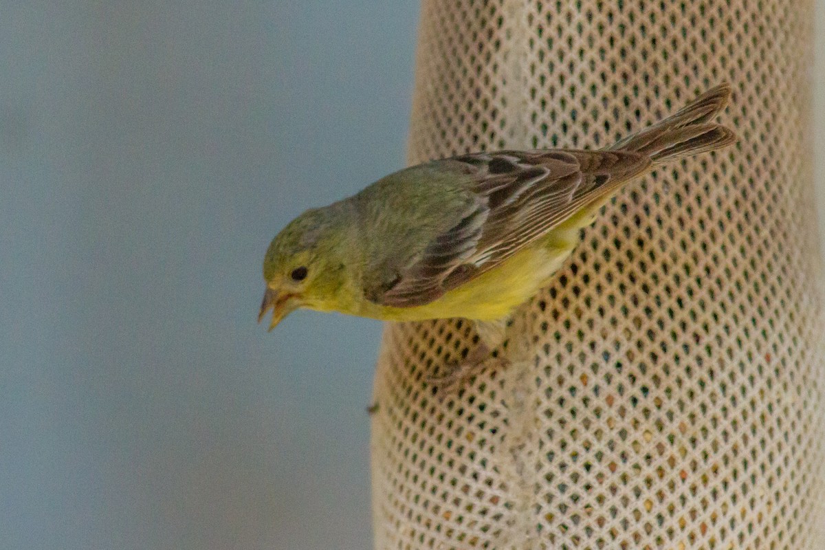 Lesser Goldfinch - Kyle Blaney