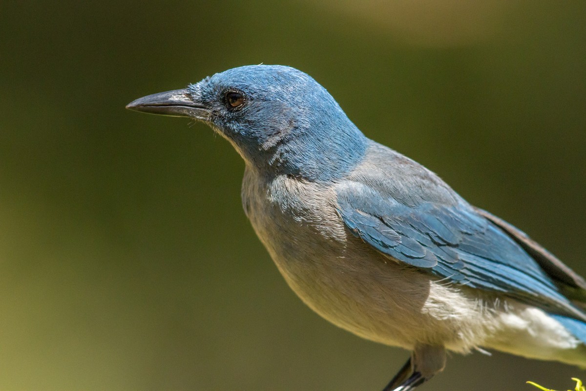 Mexican Jay - ML84354811