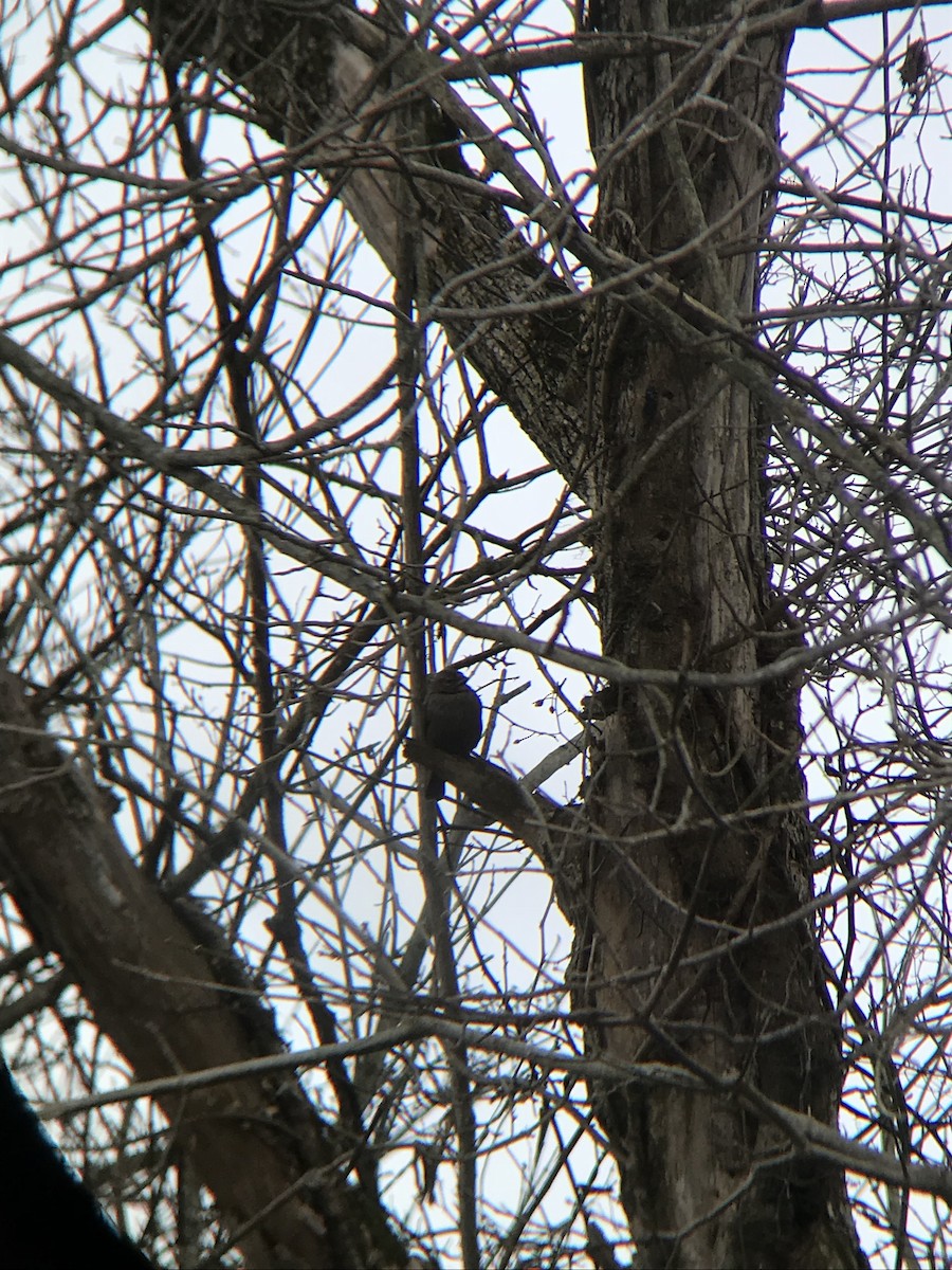 Brown-headed Cowbird - ML84354891