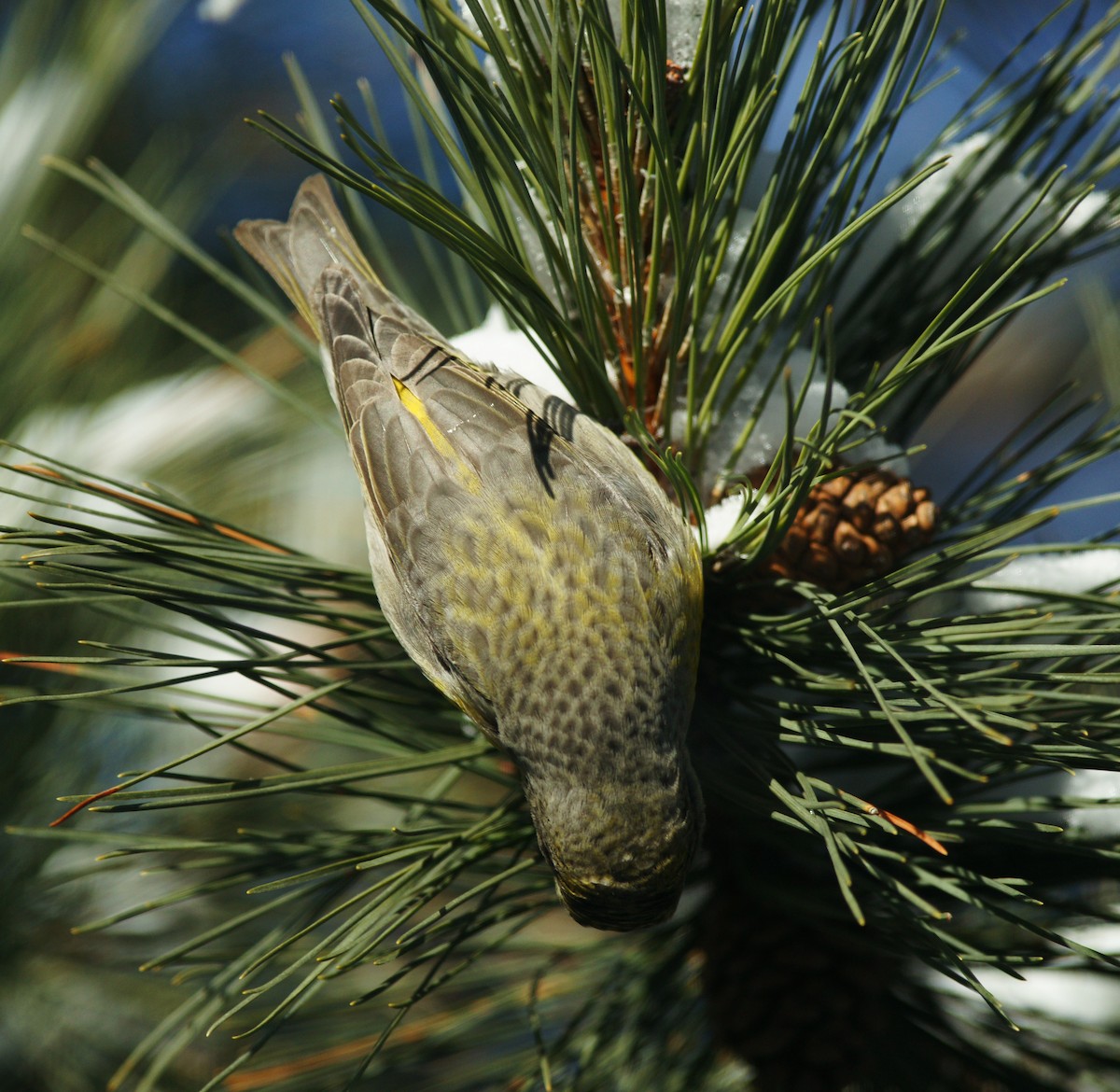 Red Crossbill - ML84356551