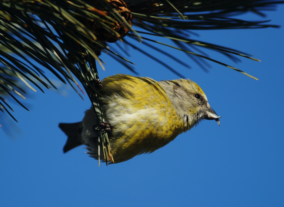 Red Crossbill - ML84356561