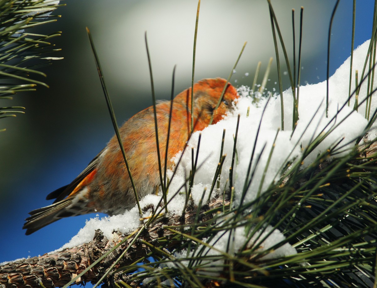 Red Crossbill - ML84356571