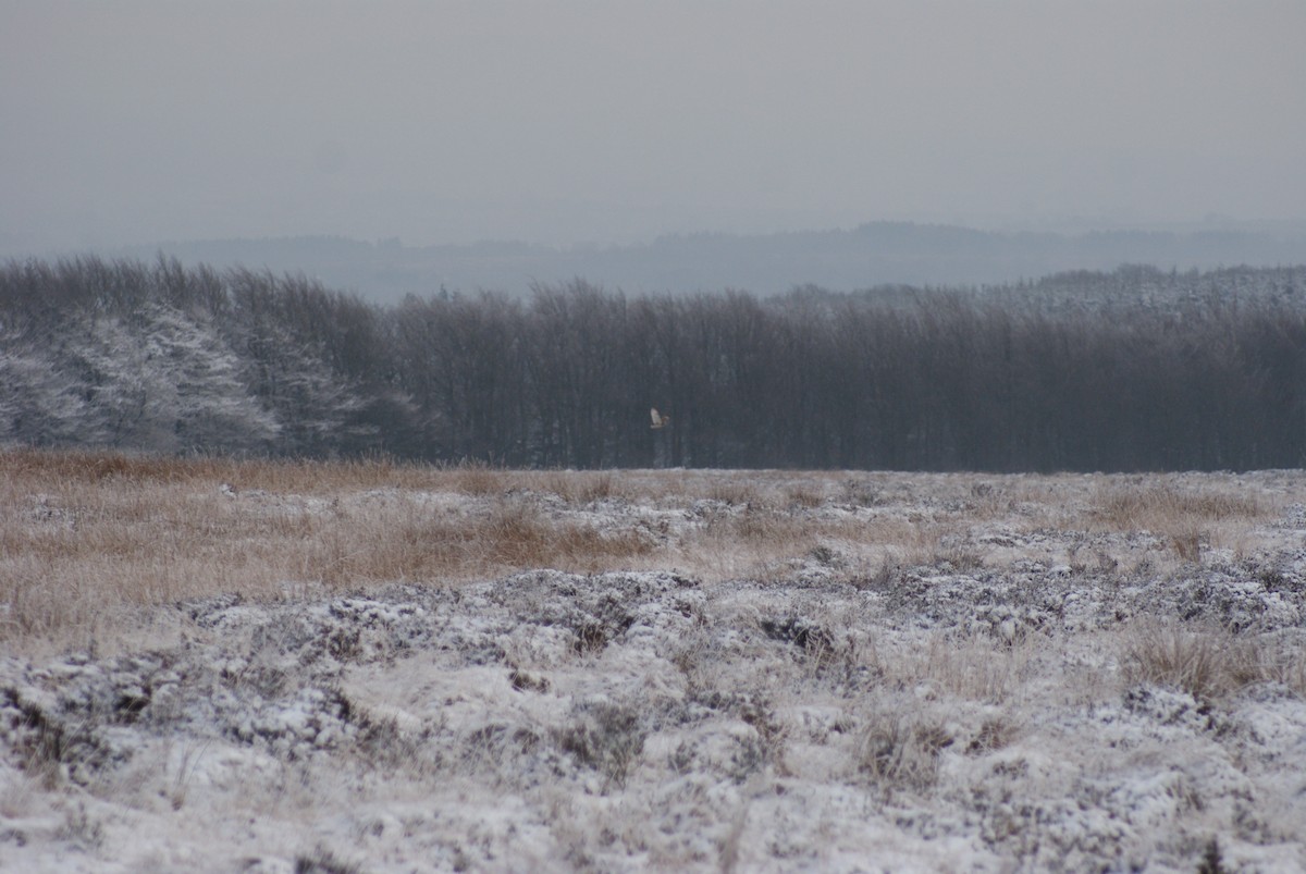 Хулгар гуйванга - ML84357691