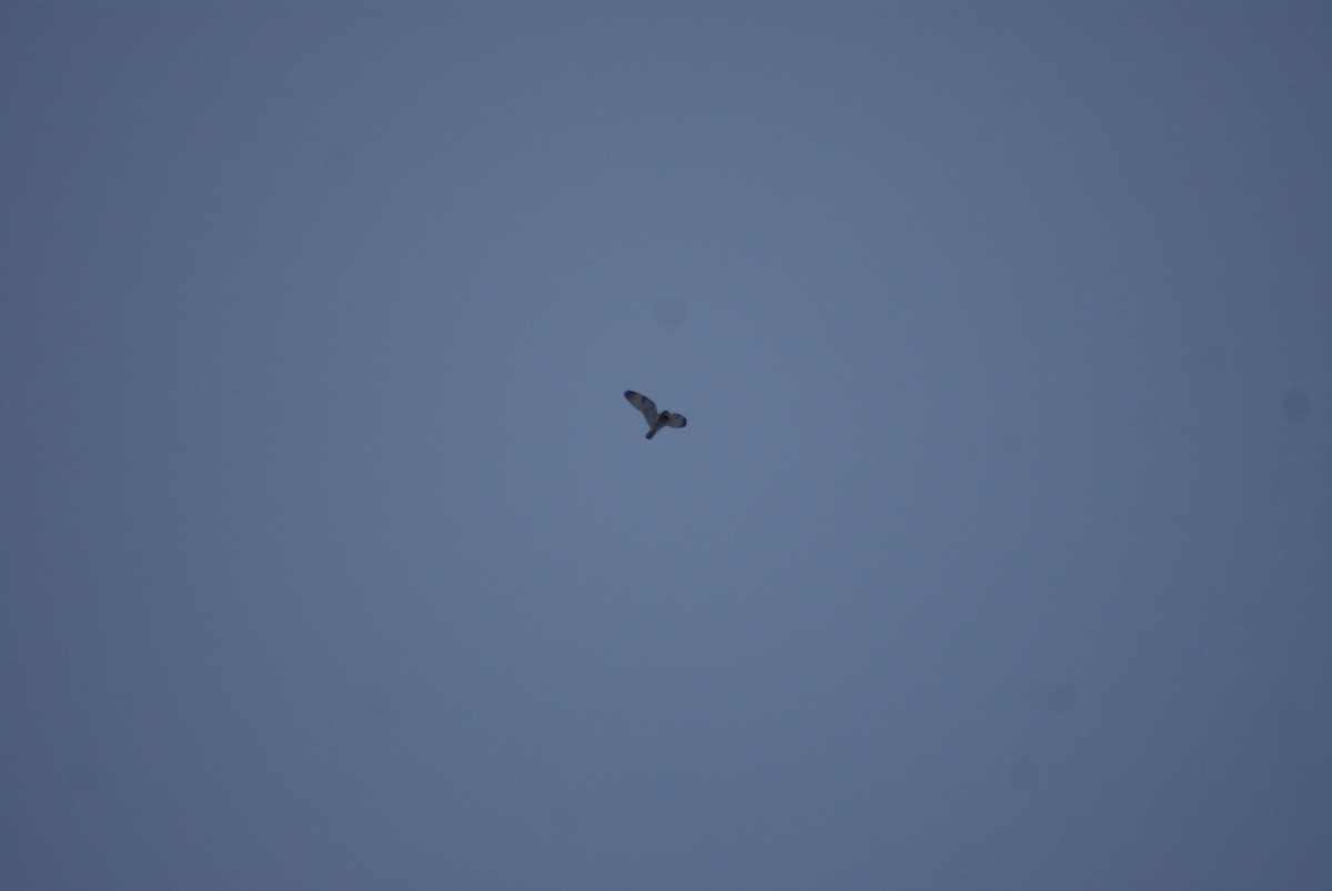 Хулгар гуйванга - ML84357731