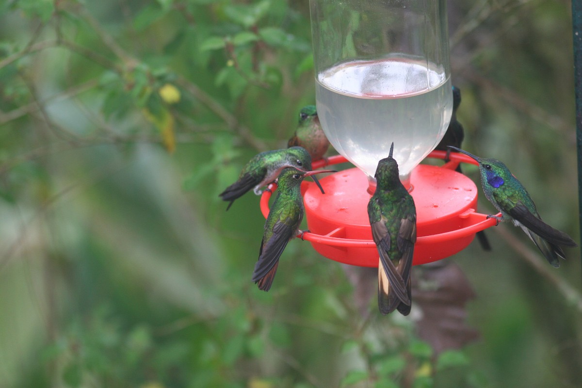 Lesser Violetear - Markus Deutsch