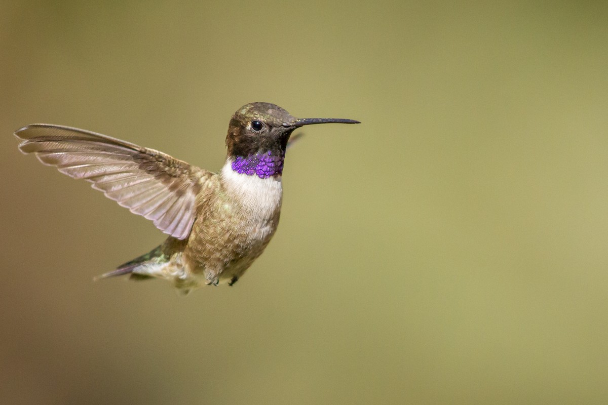 Black-chinned Hummingbird - ML84366621