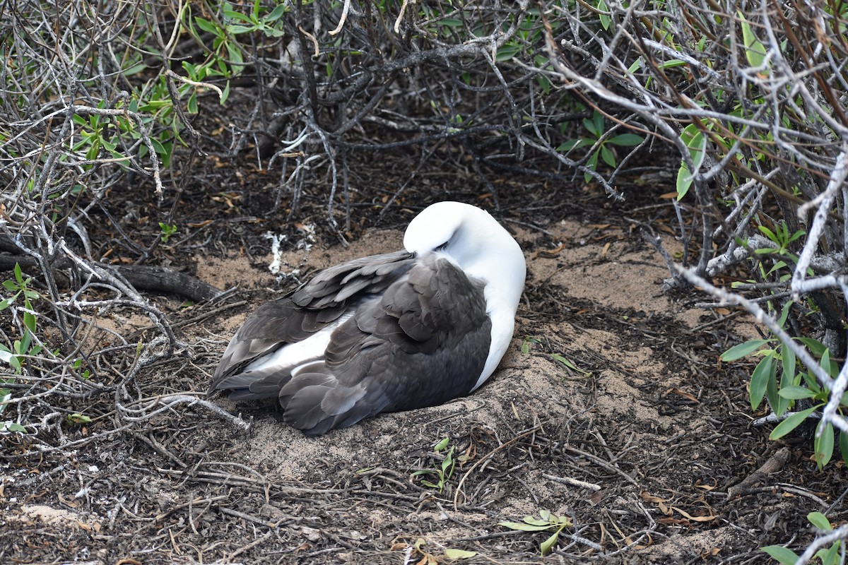 Laysan Albatross - ML84366631