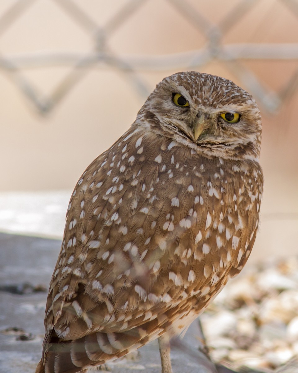 Burrowing Owl - Kyle Blaney