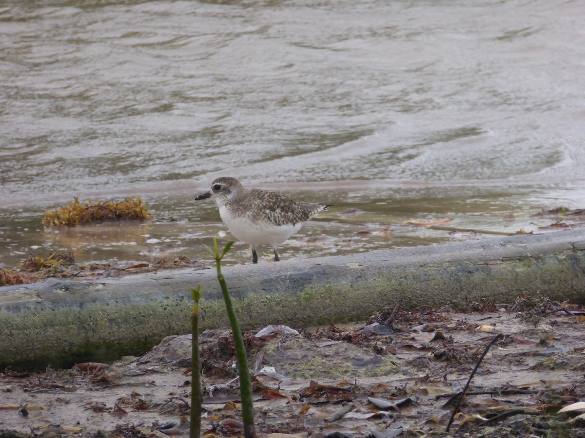 Black-bellied Plover - ML84368431