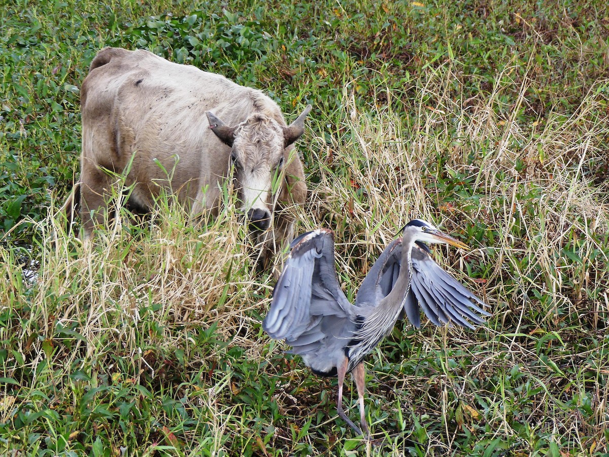 Garza Azulada - ML84369111