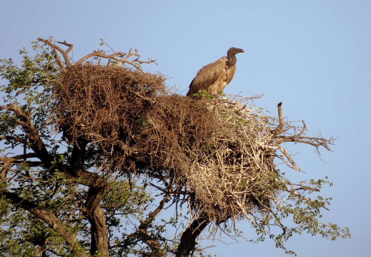 White-backed Vulture - ML84369221