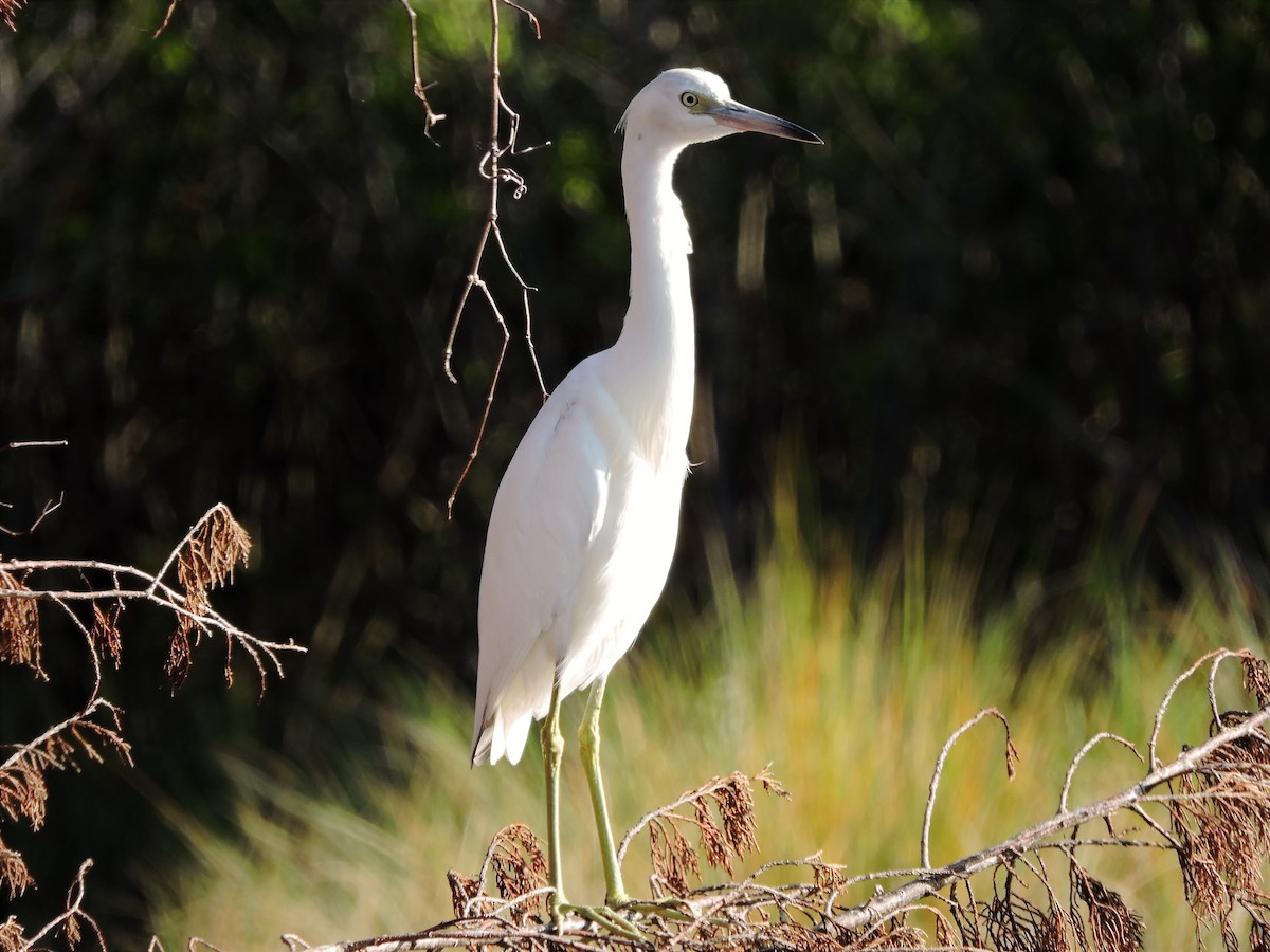Little Blue Heron - ML84370381