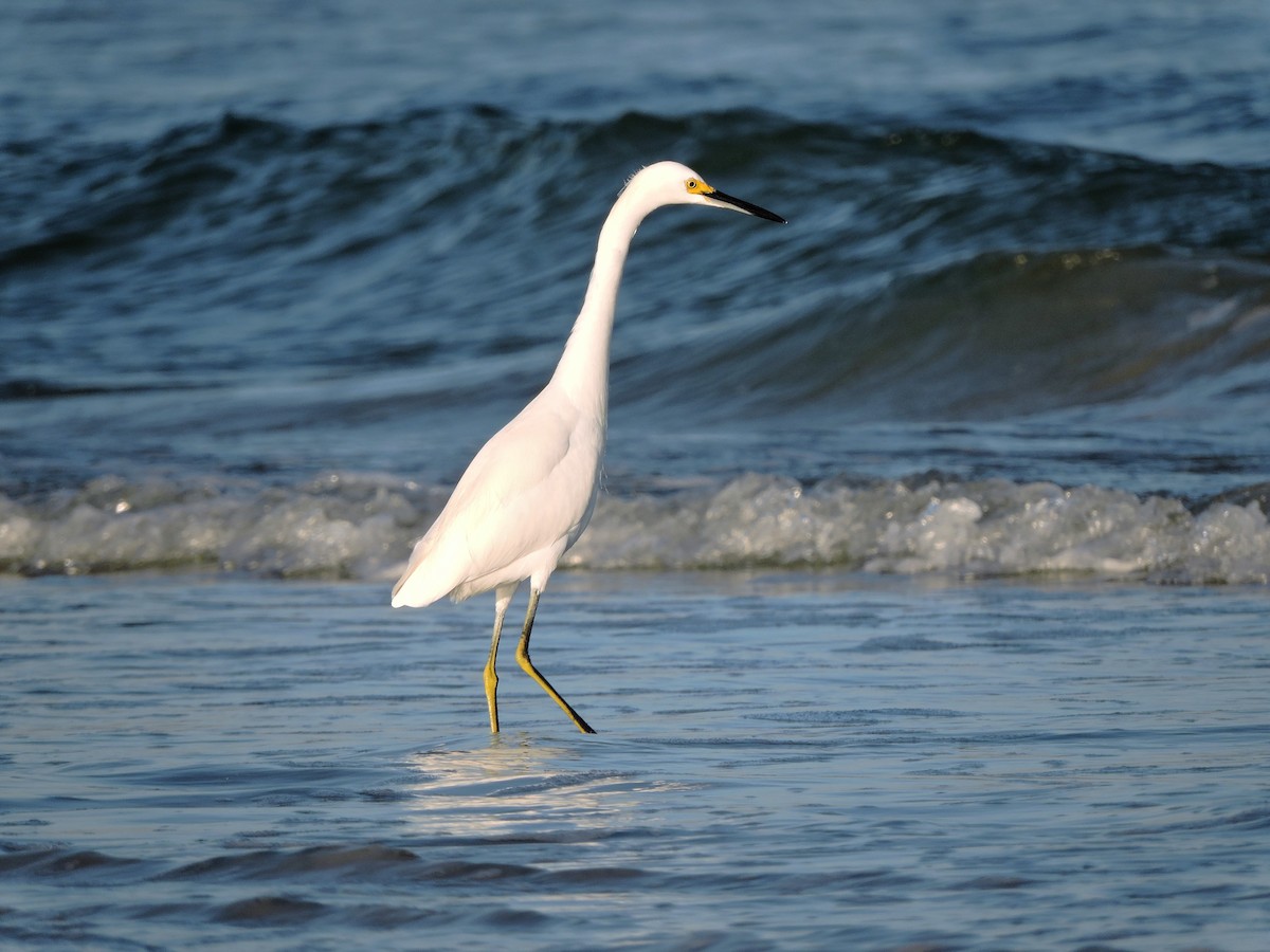 Snowy Egret - S. K.  Jones