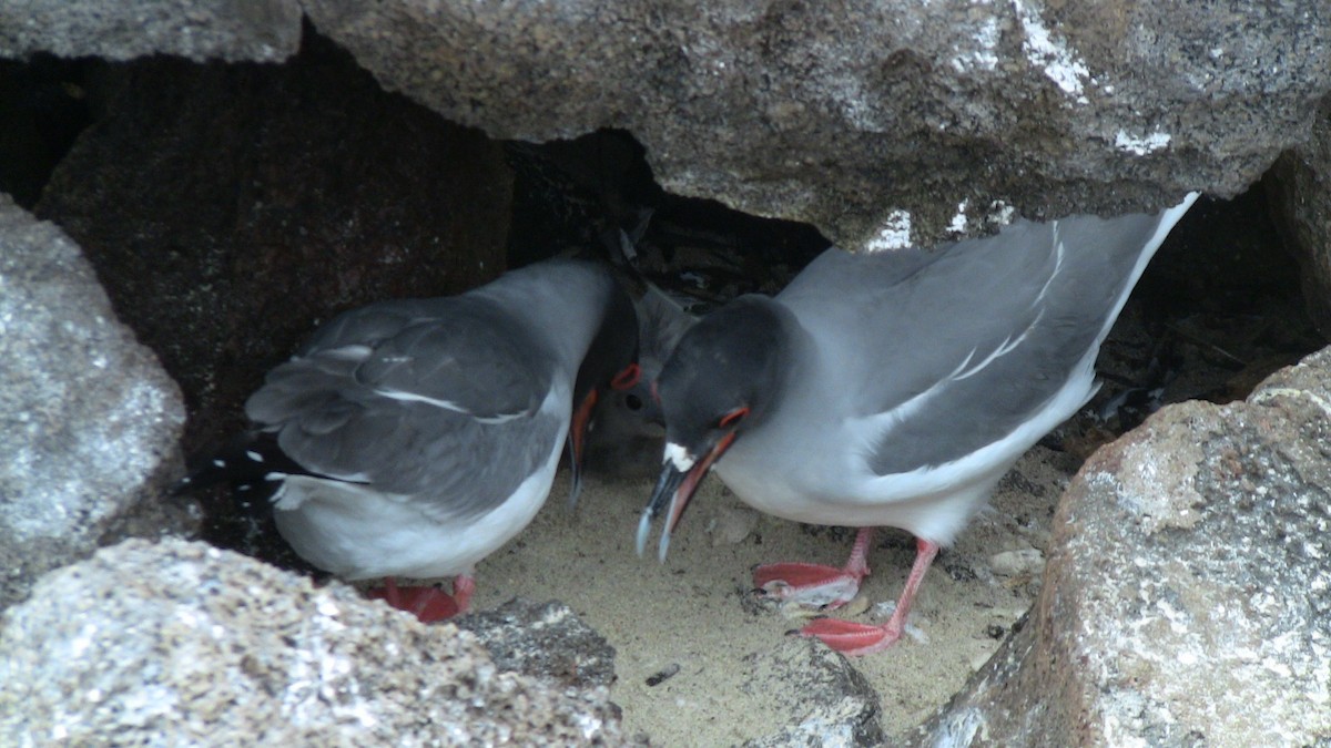 Swallow-tailed Gull - ML84371521