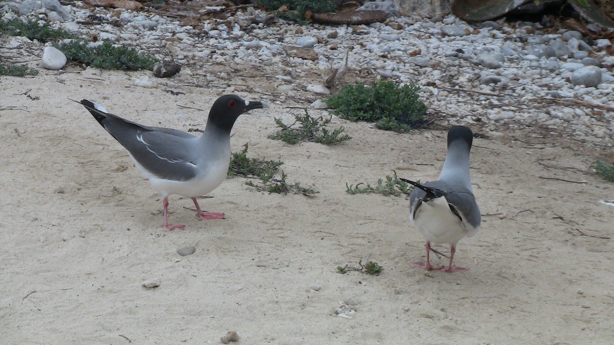 svalestjertmåke - ML84371531