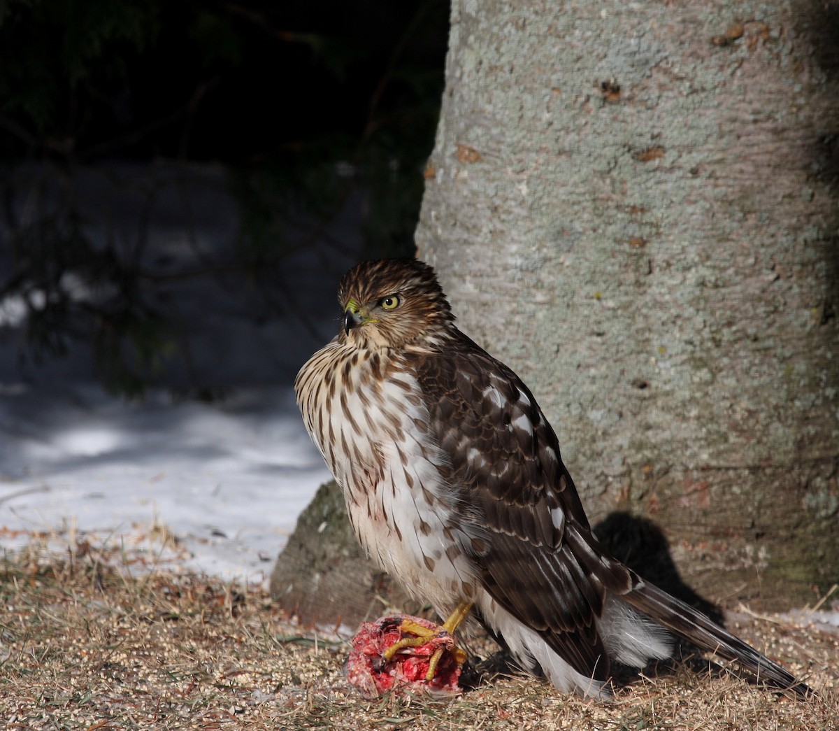 Cooper's Hawk - Yves Dugré