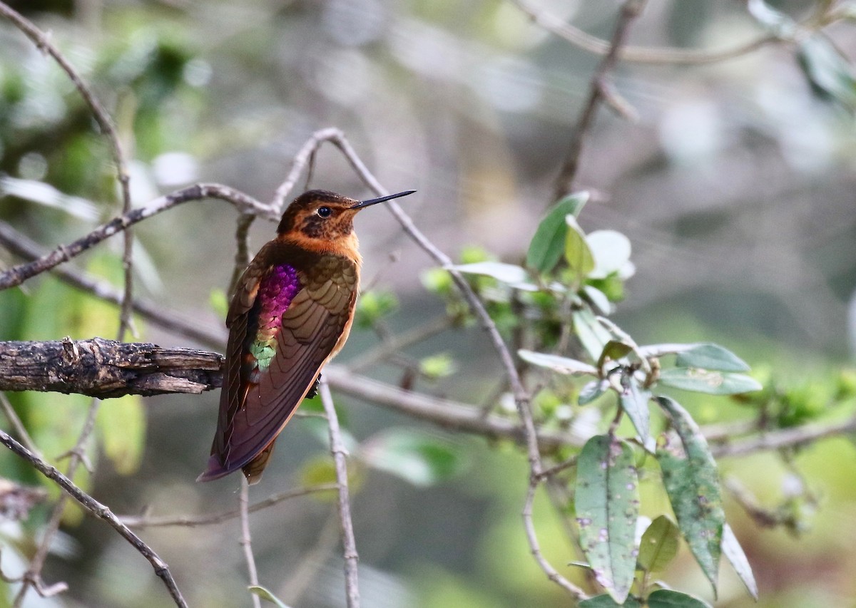 kolibřík duhovohřbetý - ML84372471