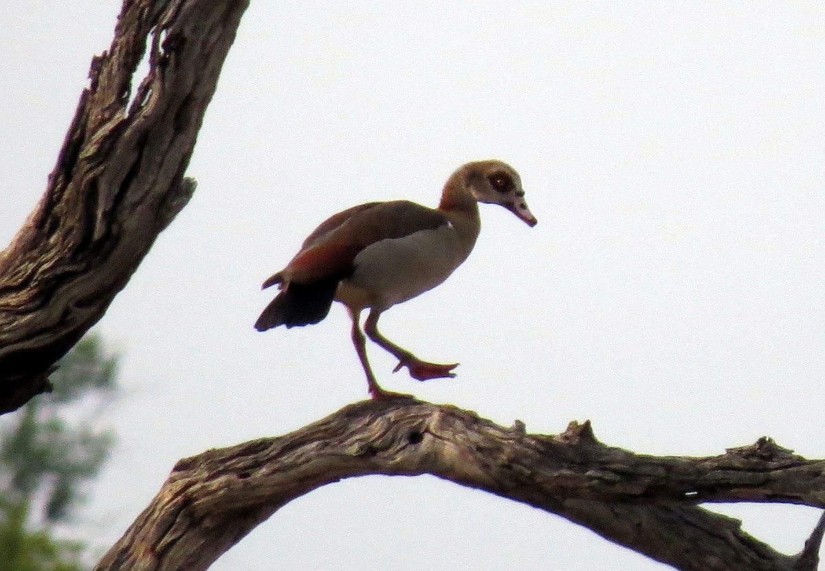 Egyptian Goose - ML84372831