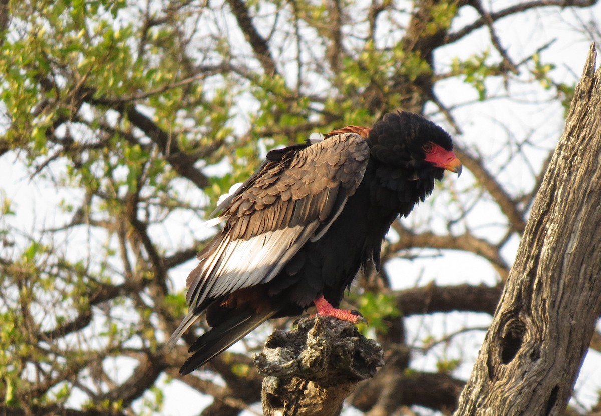 Bateleur des savanes - ML84373041