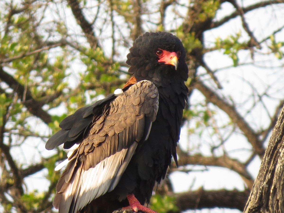 Bateleur des savanes - ML84373081