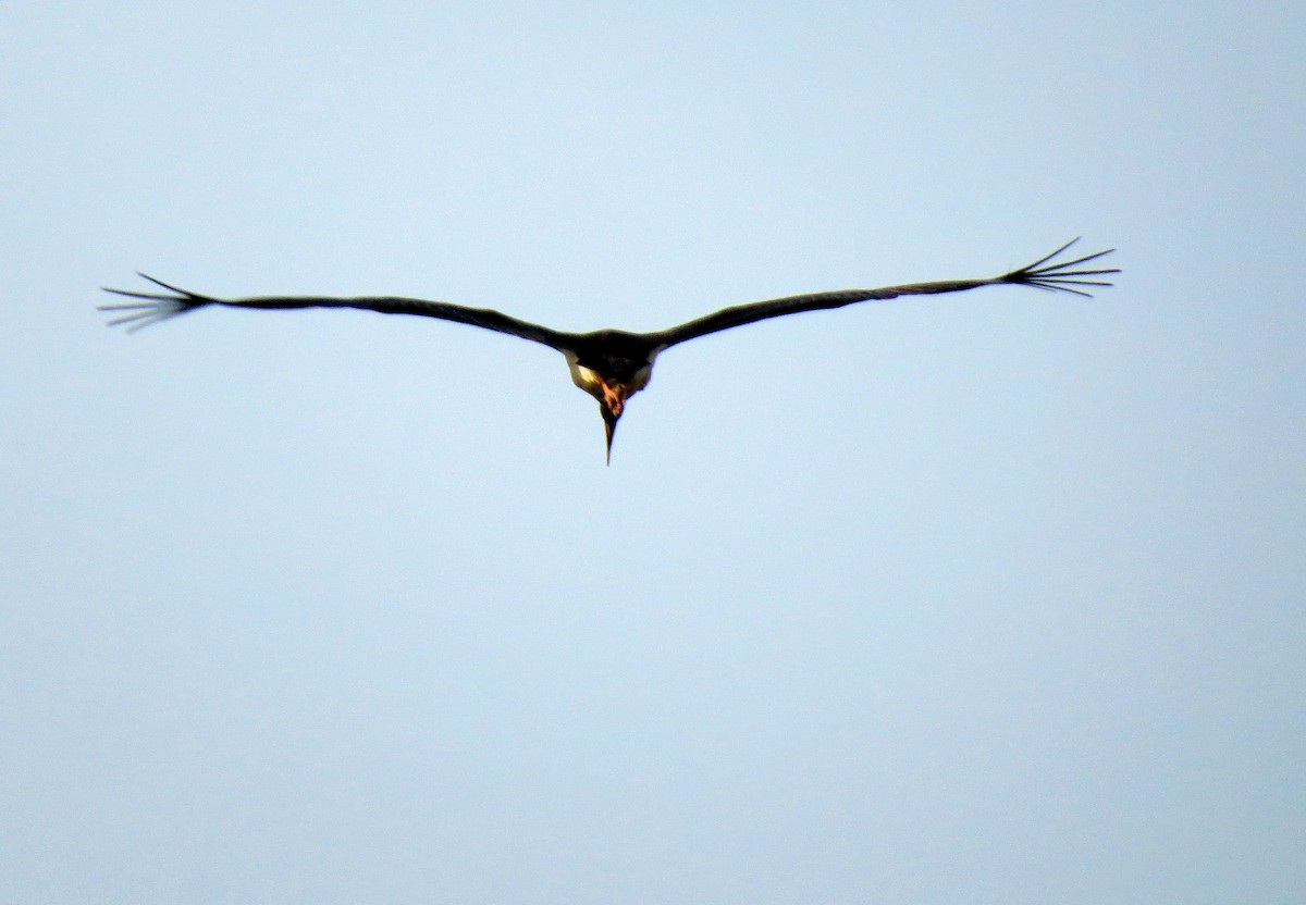 Black Stork - ML84373951