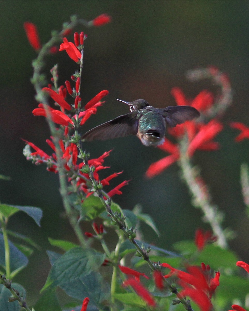 Colibrí Calíope - ML84375681