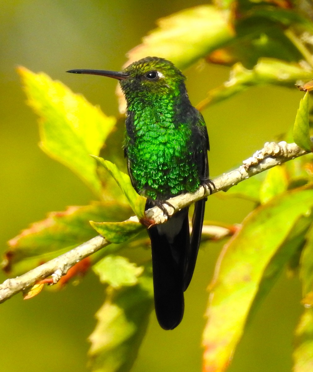 Cuban Emerald - Erika Gates