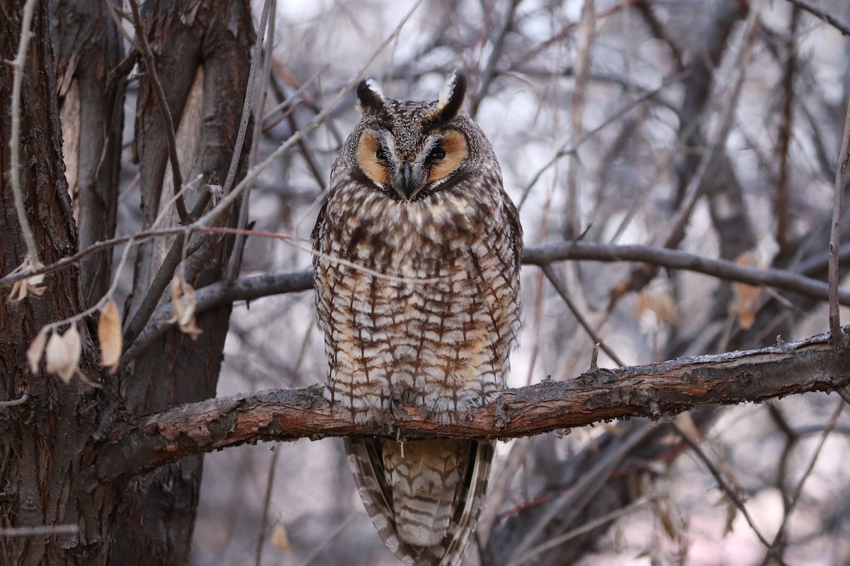 Long-eared Owl - Mark Chavez