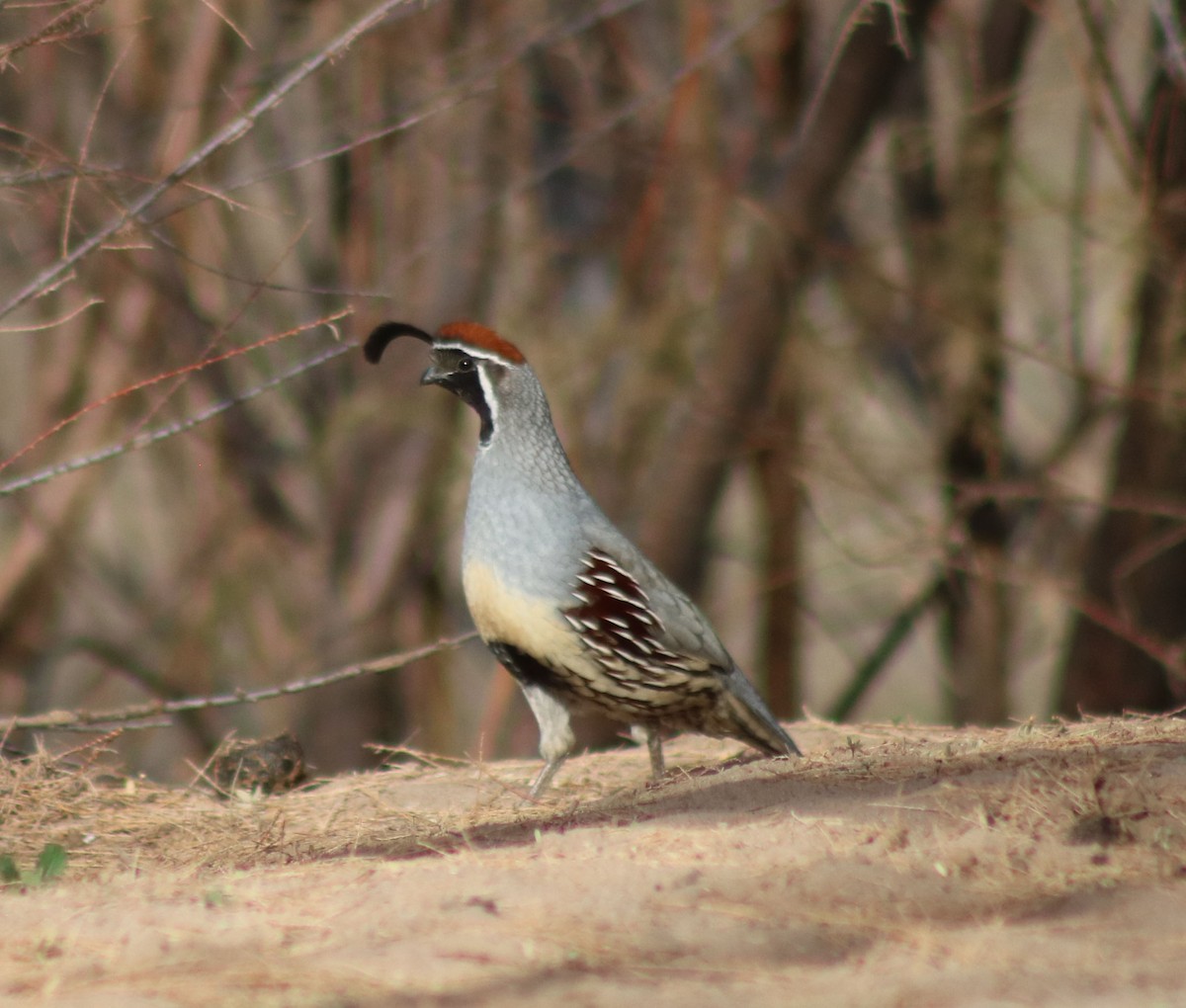 Gambel's Quail - ML84377361