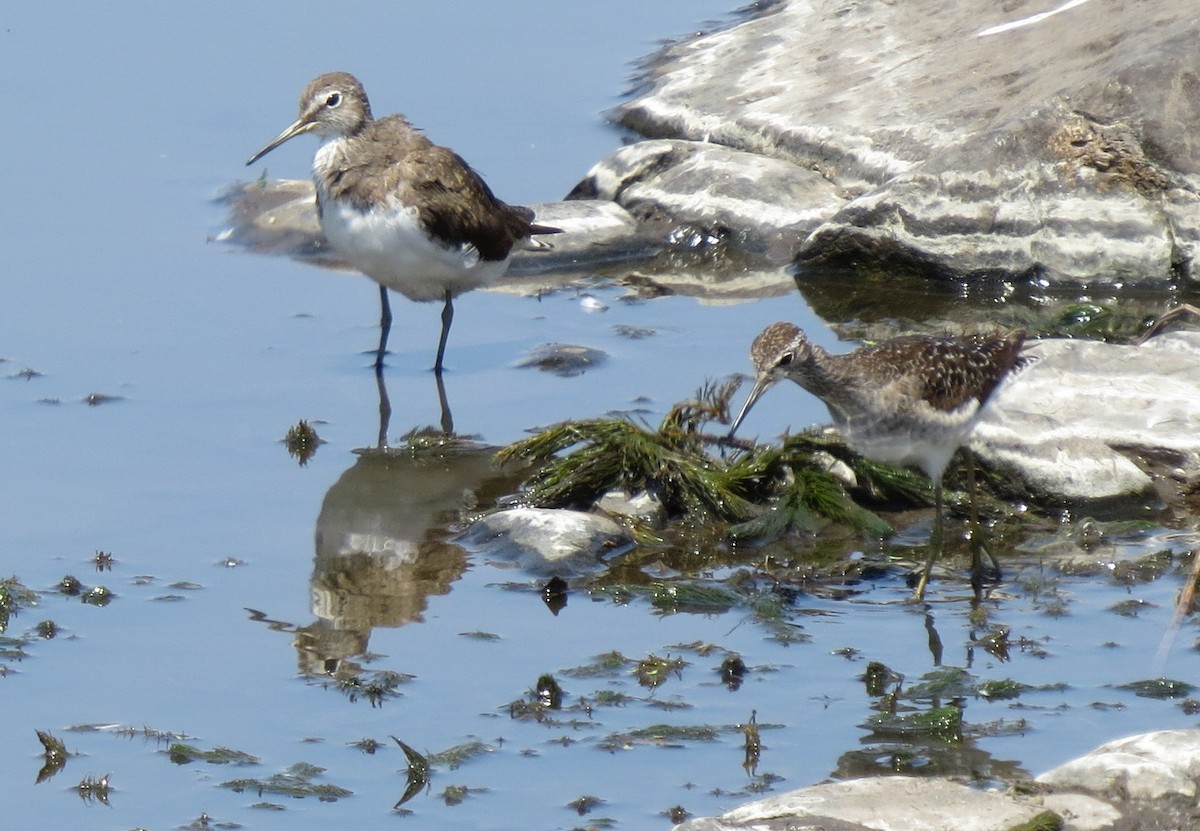 Green Sandpiper - ML84378051