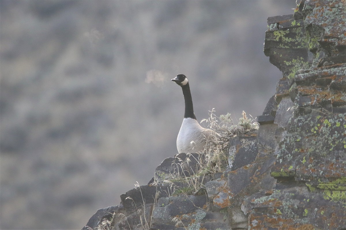 Canada Goose - ML84379451